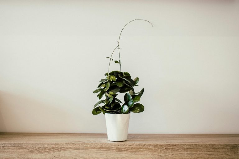 Plante verte dans un pot en céramique sur une table