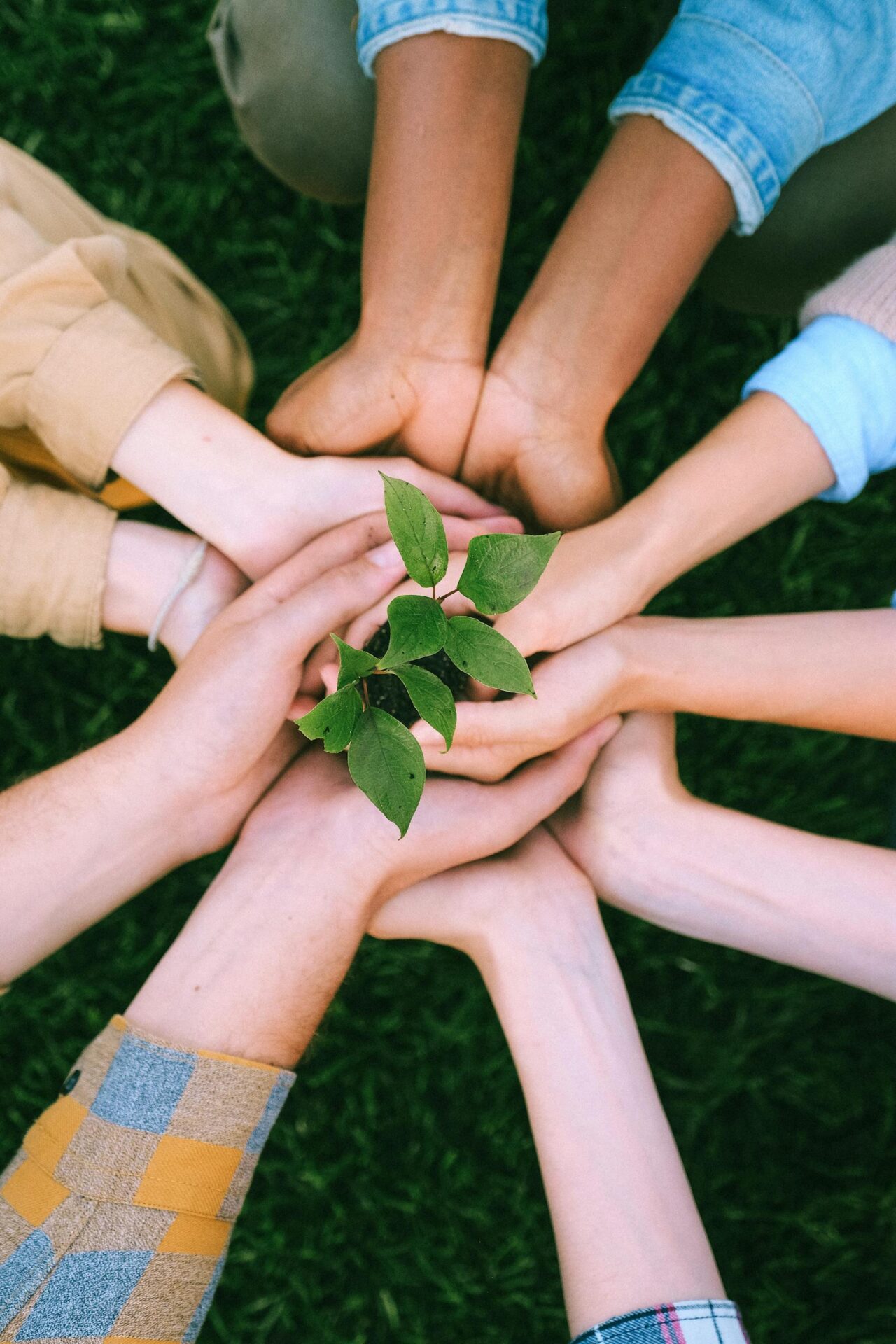 Des mains réunies autour d'une plante symbolisant le travail d'équipe et les efforts écologiques en plein air.